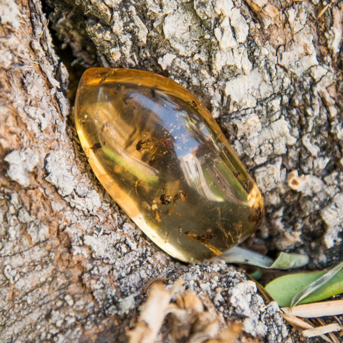 Copal / Amber Specimen with Insects - 21.5 grams - Image 3
