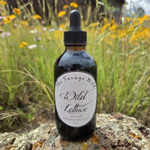 Wild Lettuce tincture - 4 oz
