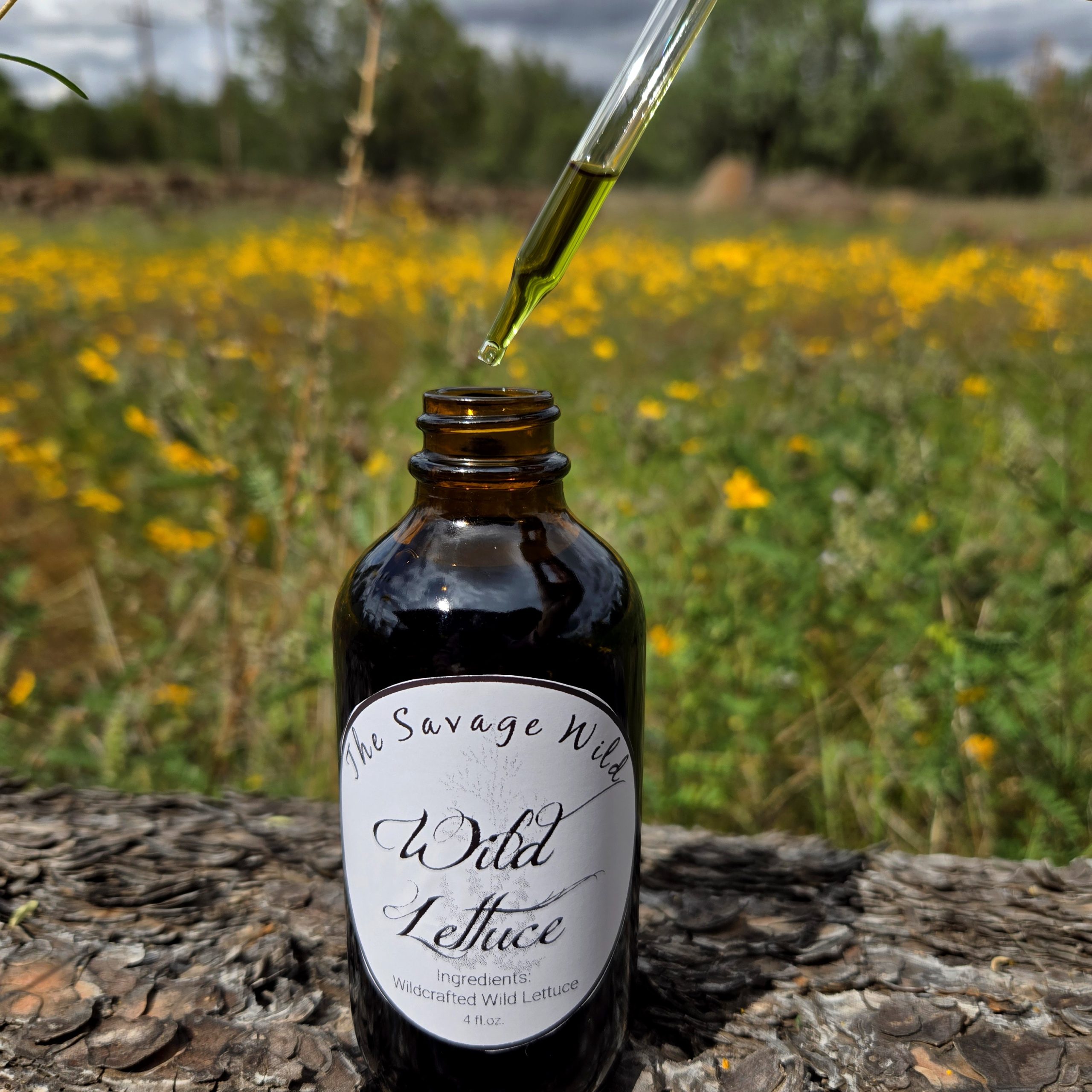 Wild Lettuce tincture - 4 oz - Image 2